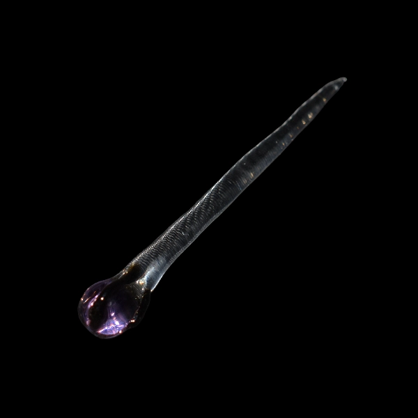dabber sorcier