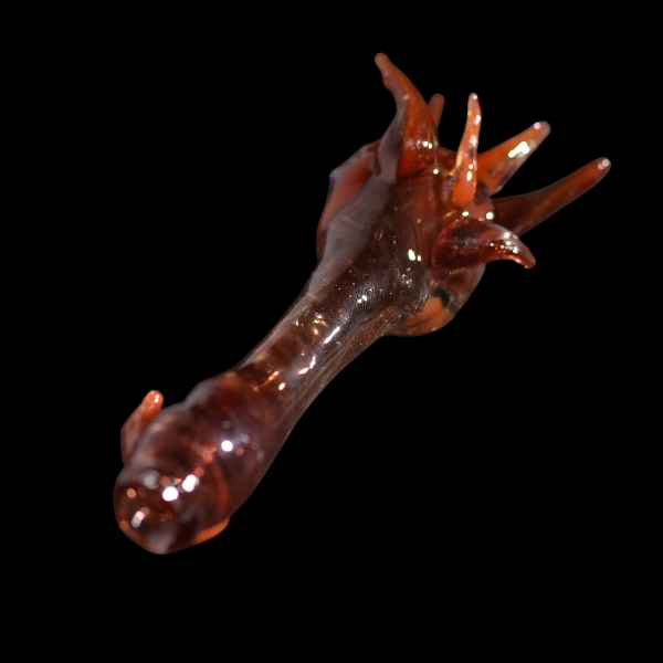 spoon  dragon opale